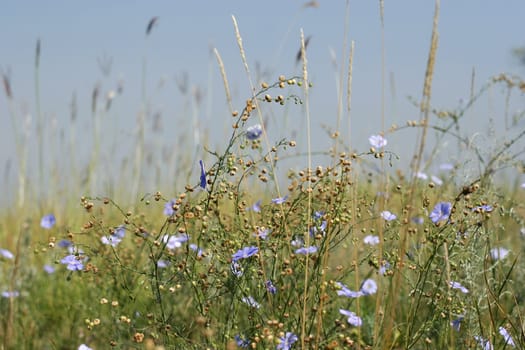 blue flower field under a blue sky. The south Ukrainian steppe