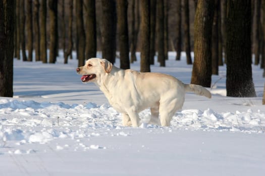 yellow labrador rinning in the snow in winter