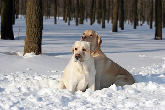 two yellow labrador sitting in the snow in winter