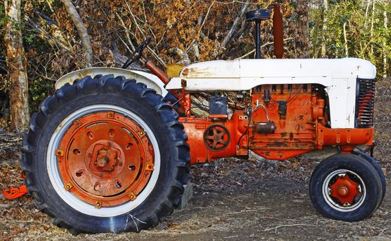 A high contrast shot of an old large orange and antique white Farm Tractor in the woods.