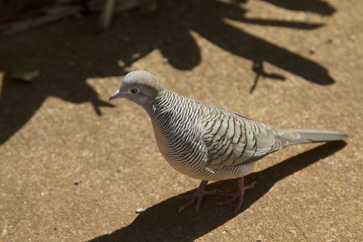 tiny zebra dove walking on concrete