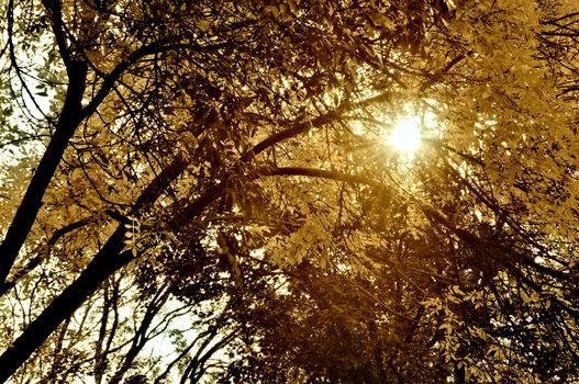 Solar beams making the way through a fog