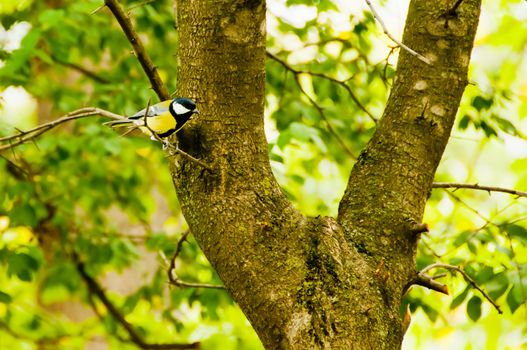 Bird on tree branches  in autumn park