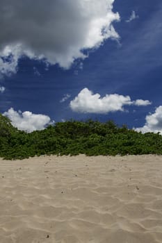 Green bush on top of a sand dune