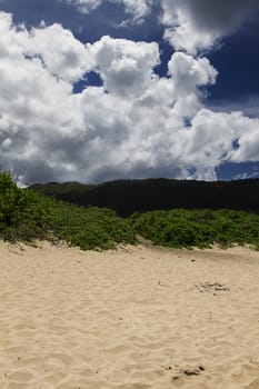 Green bush on top of a sand dune overlooked by mountain