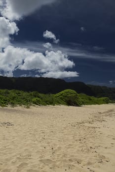 Green bush on top of a sand dune overlooked by mountain