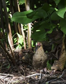 Wild chicken walking around in the forest