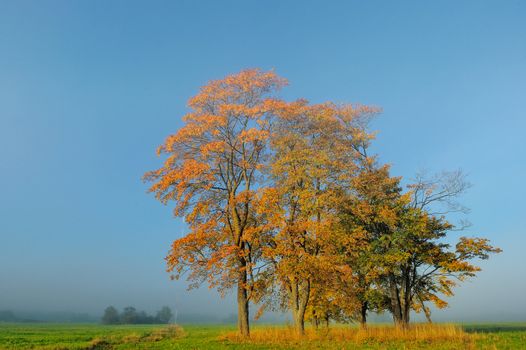 Yellow foliage of maple trees in Autumn