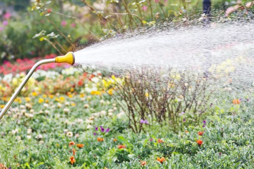 Watering in the garden