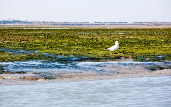 Grado lagoon, Friuli Venezia giulia - Italy