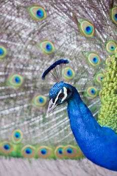 A close up shot of a peacock (Pavo cristatus) with its feathers opened up.
