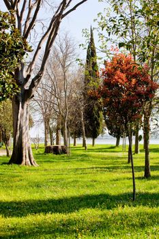 Trees on the Barbana park, Grado