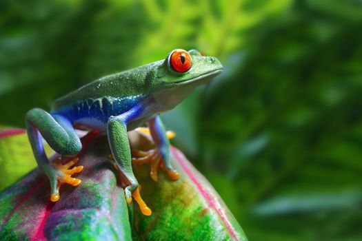 A colorful Red-Eyed Tree Frog (Agalychnis callidryas) in its tropical setting. 