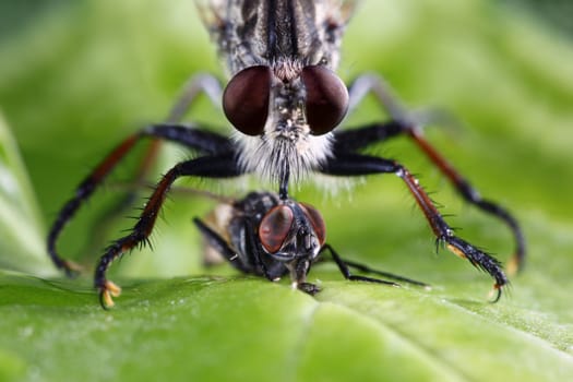 An extreme macro shot of a robber fly (Triorla interrupta) as it eats the insides of a common house fly. Robber fly's inject saliva containing neurotoxic enzymes which paralyze and digest the insides of its prey. It then sucks the liquified meal through its proboscis. Robber fly's are very aggressive hunters and will hunt other flies, beetles, butterflies, moths, bees, dragon flies, wasps, grasshoppers, and some spiders.