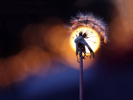 A dandelion in front of the sun as it sets in the evening.