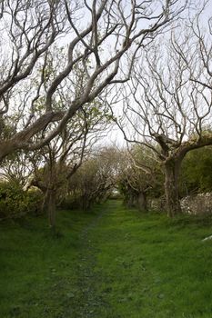 a tree lined grass path in the county Kerry Irish countryside