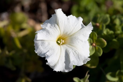 white petunia flower with leafs in garden