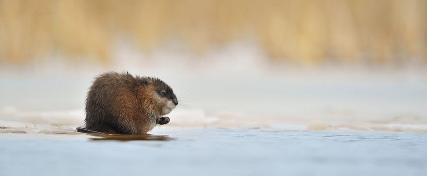  Wintering muskrat (Ondatra zibethicus)  on the edge of the ice . The first frosts, on the river there is an ice. Russia. Volkhov River