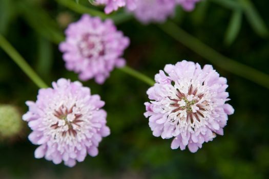 Three pink purple blossoms on blurred green background. Scabiosa