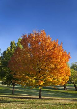 A beautiful tree changes colors before the rest of them in the early fall.