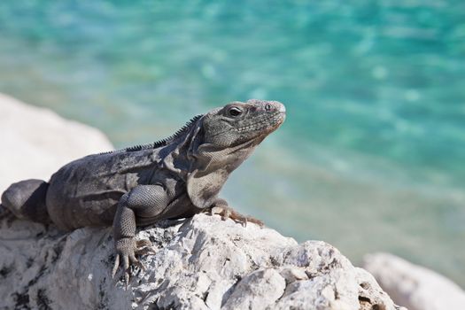 A large Mexican Spiny-tailed iguana (Ctenosaura pectinata) basks in the sun on the ocean coast.