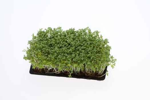Cress seedlings isolated on white backgroun