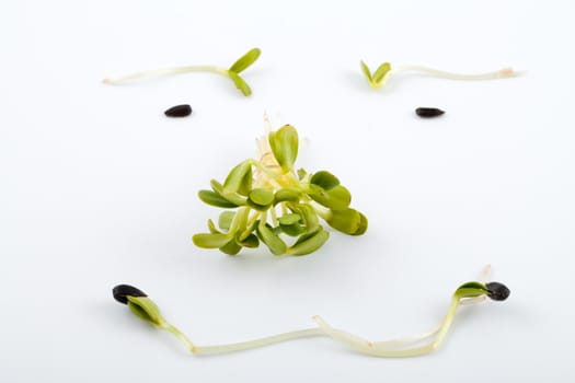 Fresh alfalfa sprouts isolated on white background