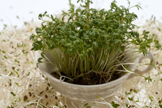 Fresh alfalfa sprouts and cress on white background