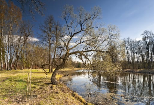 Early Spring in the park with the pond, yellow last year's grass and awakening trees