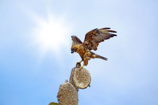 Galapagos Hawk on a cactus,  Santa Fe