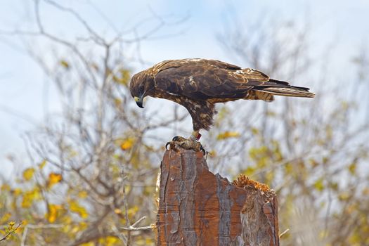 Galapagos Hawk on a sunny day,  Santa Fe