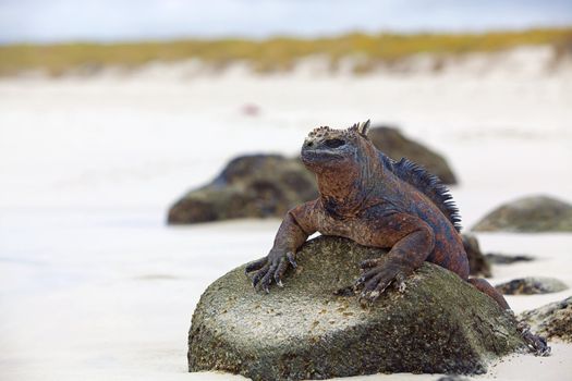 A marine iguana walking on the beach on Galapagos