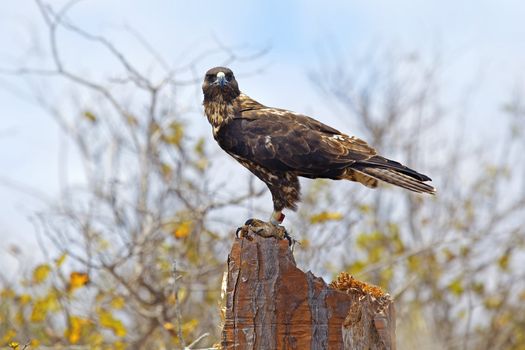 Galapagos Hawk on a sunny day,  Santa Fe