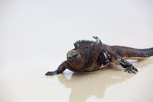 A marine iguana walking on the beach on Galapagos