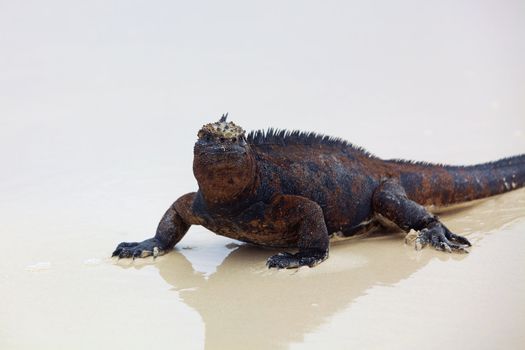 A marine iguana walking on the beach on Galapagos