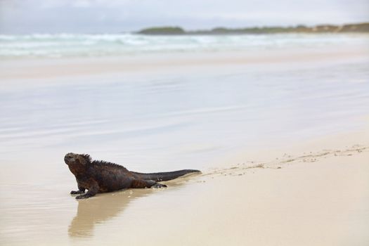 A marine iguana walking on the beach on Galapagos