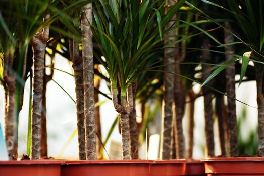 dracaena marginata plants pots in row in garden center