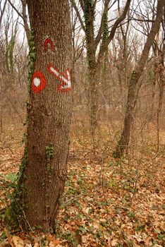 arrow and mark painted on tree in forest for orientation
