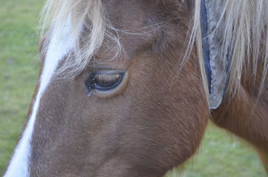 Close up of brown horse face with sad eye