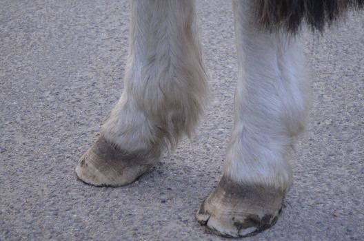 Wild horses hooves on concrete road