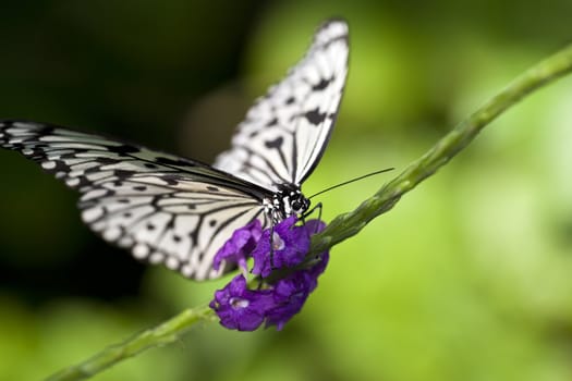 A macro shot of a Paper Kite Butterfly (Idea leuconoe) feeding on some flowers.