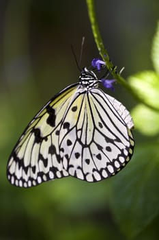 A macro shot of a Paper Kite Butterfly (Idea leuconoe) feeding on some flowers.