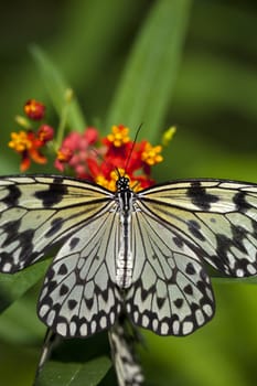 A macro shot of a Paper Kite Butterfly (Idea leuconoe) feeding on some flowers.