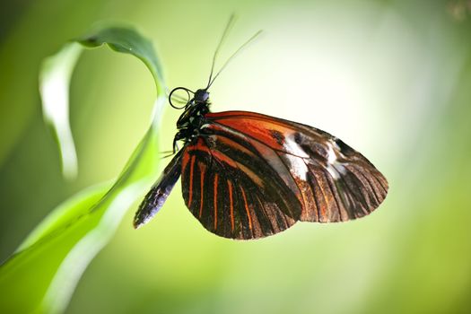 A macro shot of a Small Postman Butterfly (Heliconius erato reductimaculata) on a leaf with lots of room for copy space. These butterflies come from the country of Ecuador.