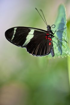 A macro shot of a Sara Longwing Butterfly (Heliconius sara) on a leaf with room for copy space.