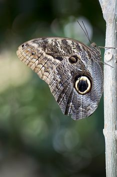 A macro shot of a Owl Butterfly (Caligo memnon) resting on a branch.