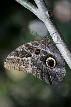 A macro shot of a Owl Butterfly (Caligo memnon) resting on a branch.