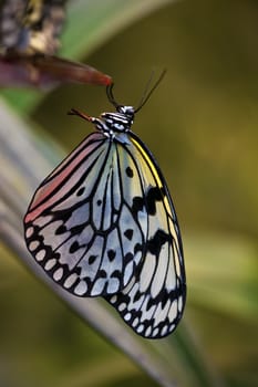 A macro shot of a beautiful colorful butterfly.