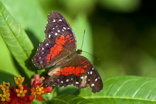 A macro shot of a beautiful butterfly with room for copy space.