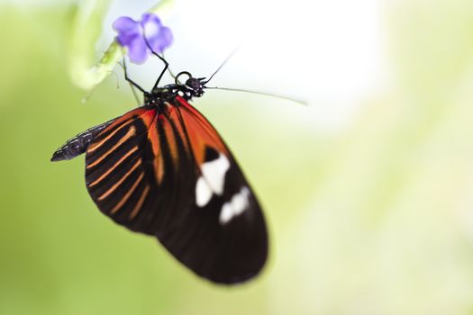 A macro shot of a Small Postman Butterfly (Heliconius erato reductimaculata) on a leaf with lots of room for copy space. These butterflies come from the country of Ecuador.